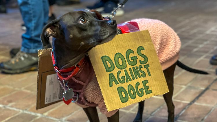 Elon Musks Doge-Website ist ein Sicherheits-Witz