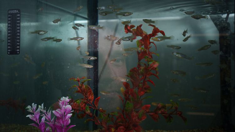 Schlaue Fisch-Männchen haben mehr Sex