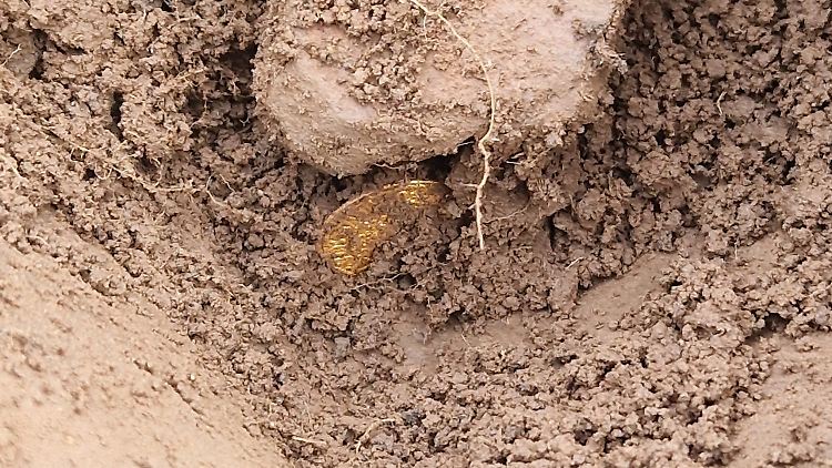 Schottische Metallsucher finden Mittelalter-Goldschatz