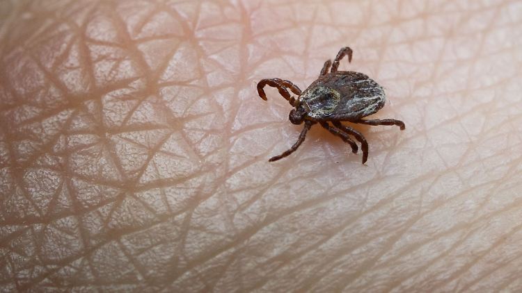 Die Zecken-Saison hat schon begonnen
