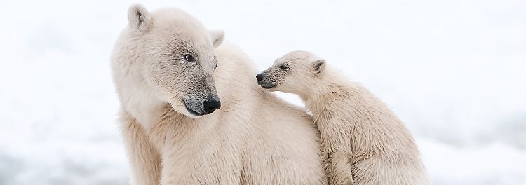 Wie junge Eisbären erstmals ihre Umwelt entdecken