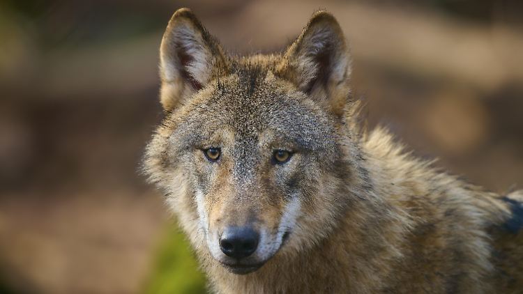 EU-Kommission weicht Schutz des Wolfes auf