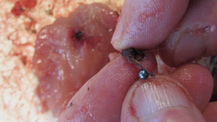 Giftiges Blei wird immer noch zur Jagd verwendet