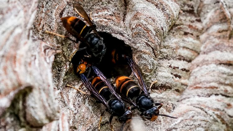 Asiatische Hornisse breitet sich rasant in Europa aus