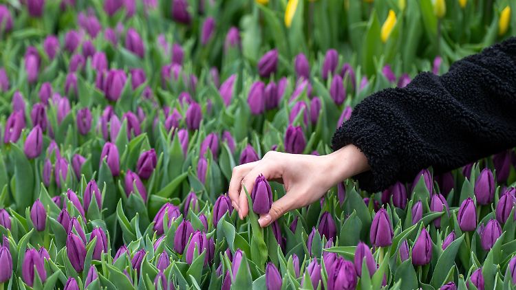 Regen und Frost machen Tulpen teurer