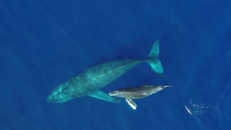Wal-Urin düngt tropische Meeresregionen