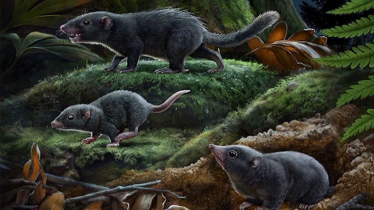 Frühe Säugetiere trugen ein unscheinbares Fell