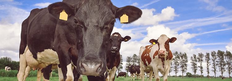 Warum Briten massenweise Milch wegkippen