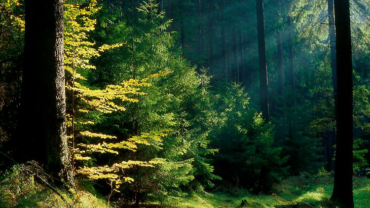 So baut Waldbaden Stress ab