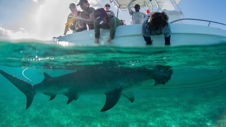 Hammerhaie tauchen vermehrt vor den Bahamas auf