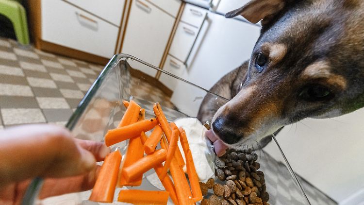 Können Hunde vegan ernährt werden?