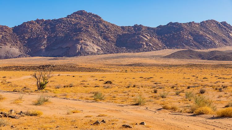 Unbekannte Lebensform in der Wüste entdeckt