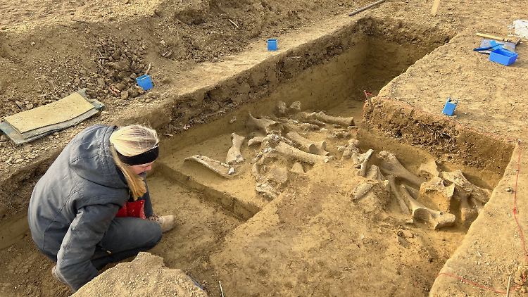 Forscher sto&szlig;en auf Mammut-Schlachtplatz in &Ouml;sterreich