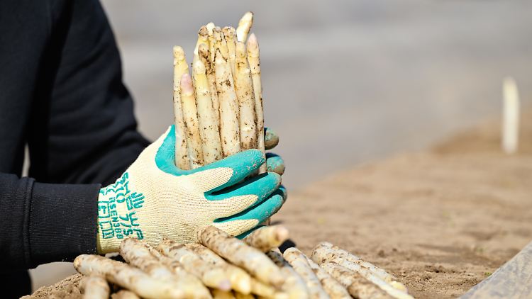 Spargelbauern eröffnen Saison - so hoch sind die Preise