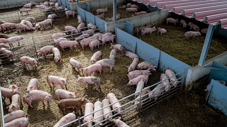 Sorgt Soja bald für steigende Fleischpreise?