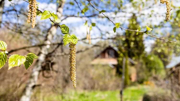 Welche Pollen sind jetzt unterwegs?