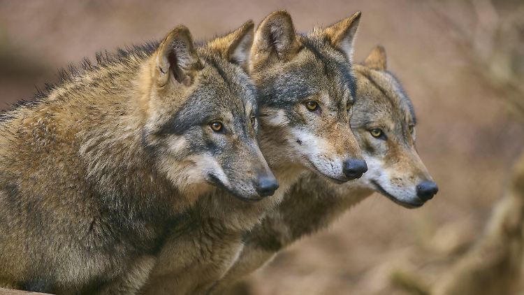 Ist die Rückkehr der Wölfe ein Fluch oder Segen?