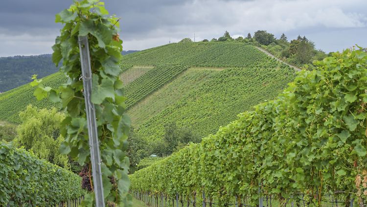 Weinbauern setzen verstärkt auf neue Rebsorten