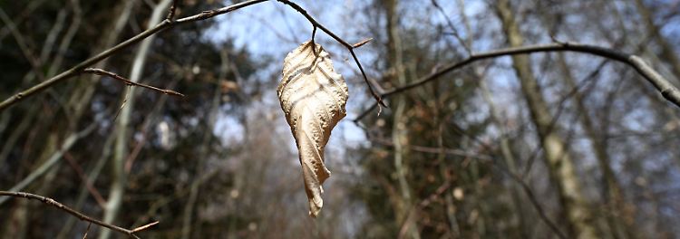 März war extrem trocken - Deutschlands Natur leidet