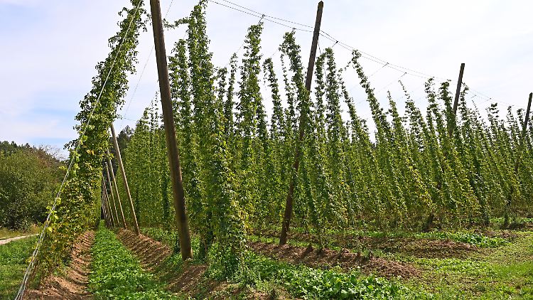 Hopfenbauern roden wegen massivem Preisverfall die Felder