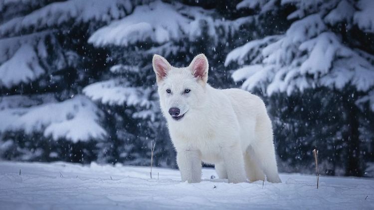 Forscher erwecken ausgestorbenen Schattenwolf zum Leben