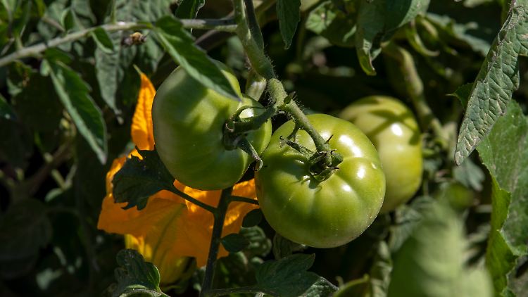 USA sagen Mexikos Tomaten den Kampf an