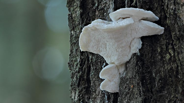 Forscher entdecken bittersten Geschmack der Welt