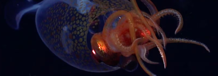 Extrem seltener Koloss-Kalmar erstmals in Tiefsee gefilmt