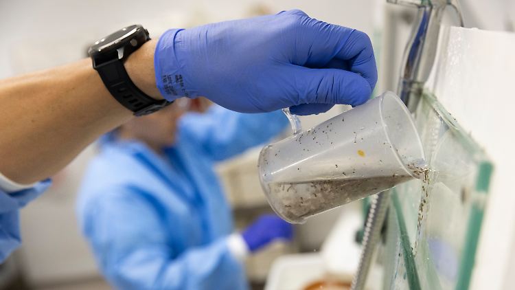 Jeder 16. in Südamerika von Oropouche-Virus betroffen