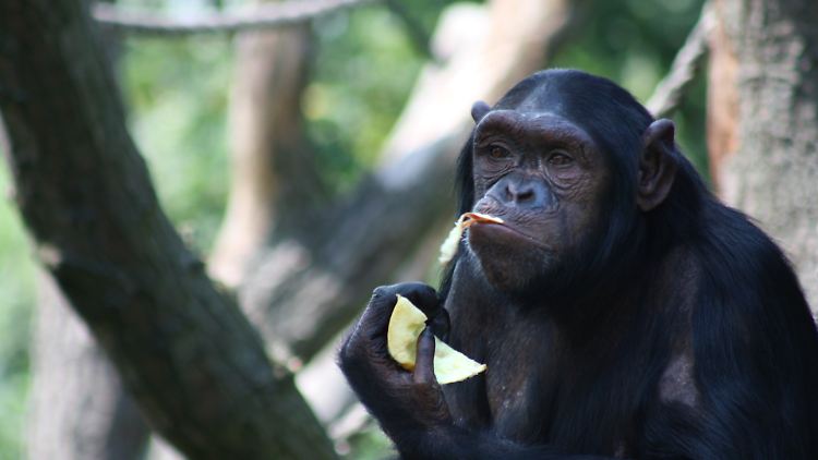Schimpansen teilen alkoholisierte Früchte mit anderen