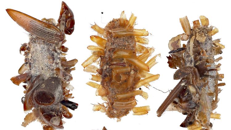 Neu entdeckte Raupenart tarnt sich mit Überresten ihrer Beute