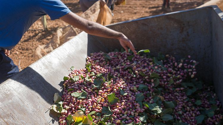 Pistazien-Markt gerät aus dem Gleichgewicht