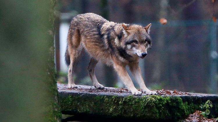 EU-Parlament erlaubt mehr Wolf-Abschüsse