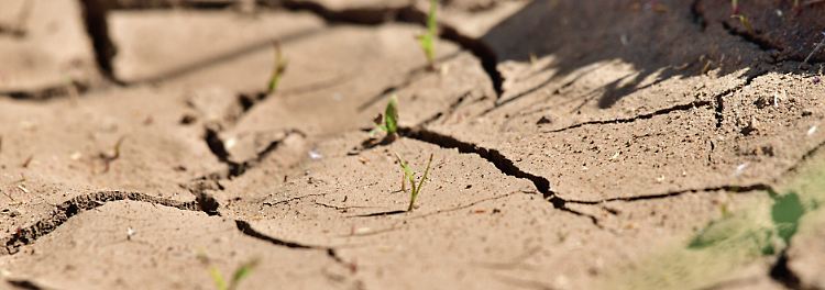 Wie KI Landwirten aus der D&uuml;rre-Krise helfen kann