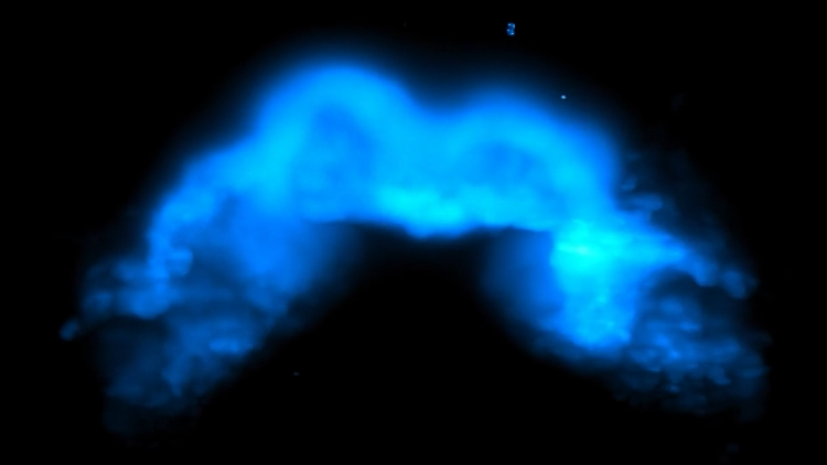 Forscher filmen erstmals Entstehung eines Herzens