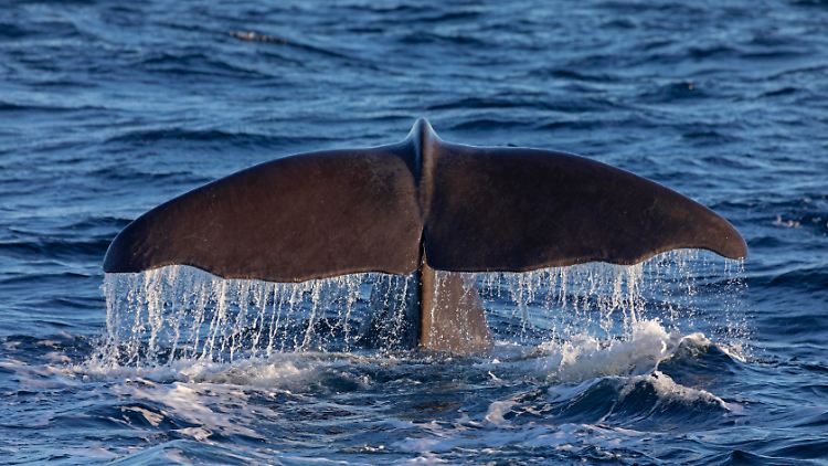 Immer mehr Wale tauchen in Ost- und Nordsee auf