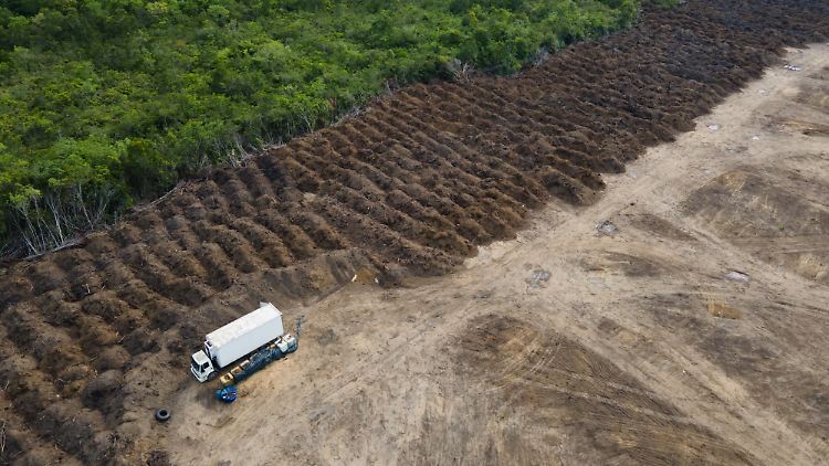 Entwaldung in Brasilien geht deutlich zur&uuml;ck