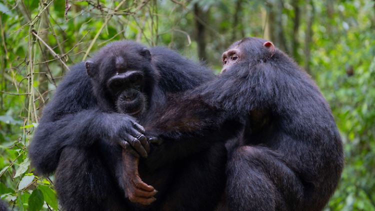 Auch Schimpansen wischen sich den Hintern ab