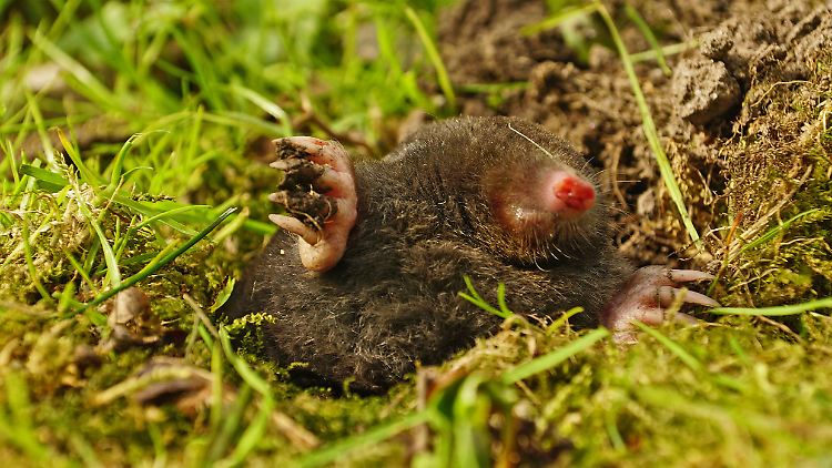 Extremwetter tötet immer mehr Maulwürfe