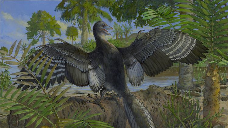 Neuer Hinweis, dass Archaeopteryx fliegen konnte