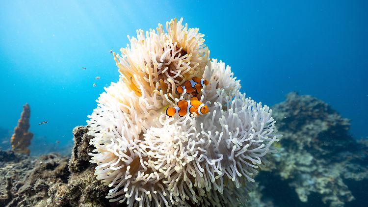 Warum Clownfische bei Hitzewellen kleiner werden