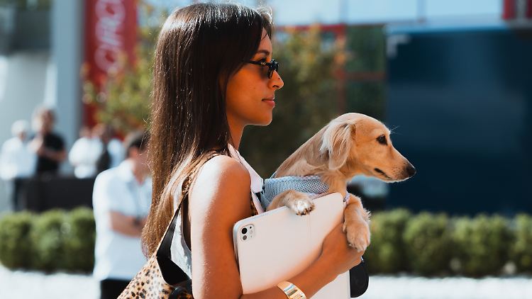 Warum Hunde sogar besser als Kinder sind