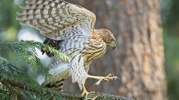 Wildvogel jagt mit Ampeltrick