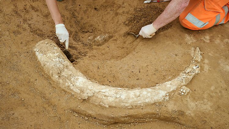 Mammutzahn auf Großbaustelle entdeckt