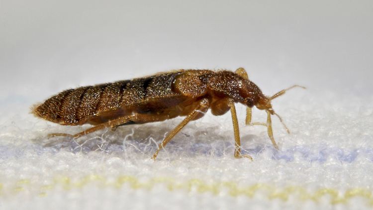 Wie Bettwanzen die Menschheit eroberten