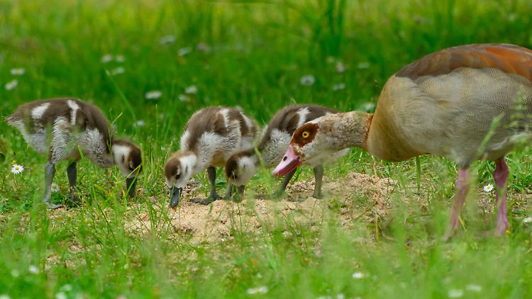 Die Nilgans macht sich in Deutschland breit