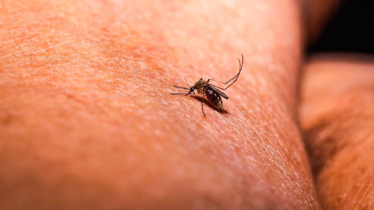 Mückenart aus dem Süden erstmals in Deutschland nachgewiesen