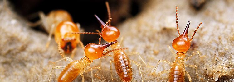 In Florida entstehen Super-Termiten