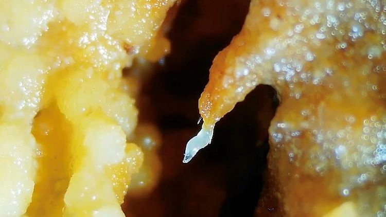 Fadenwürmer nutzen Fliegen als Flugtaxi