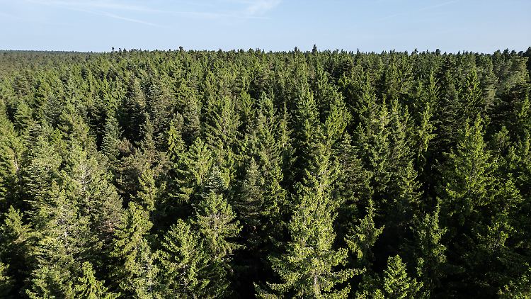 Nur jeder fünfte Baum ist gesund